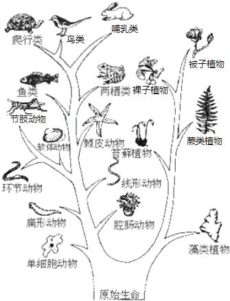 物种演化手机版在哪下物种起源破解版无限钻石百度云