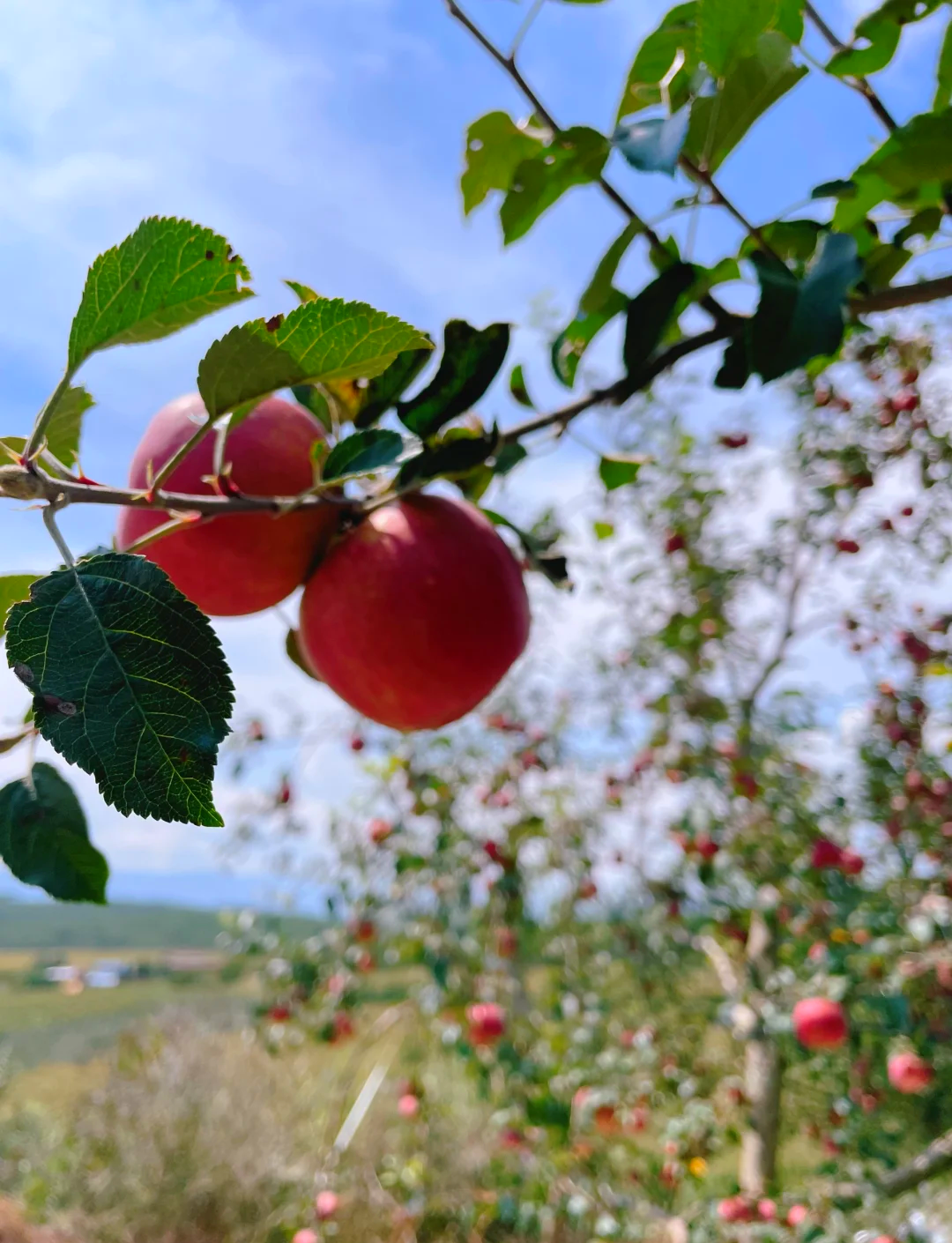 苹果秋季版(apple秋季新款)