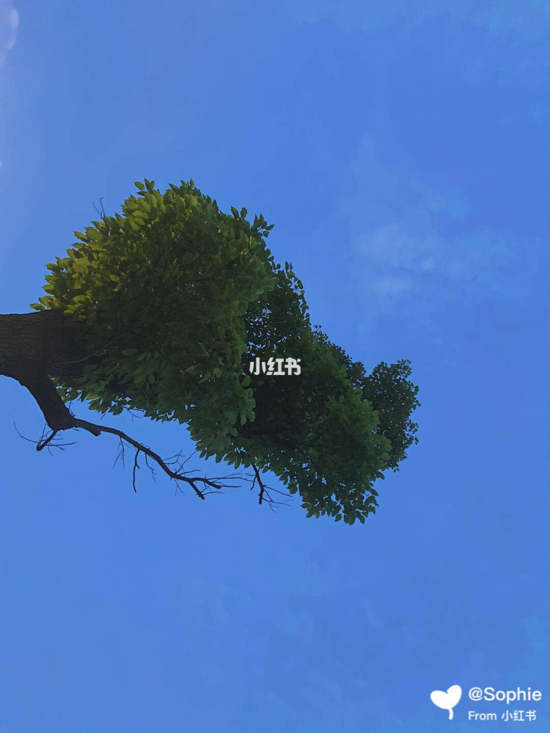 初夏苹果版(初夏app苹果下载)-第4张图片-QuickQ官网